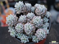 블루빈스 S0773 다육식물