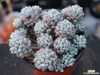 블루빈스 S0773 다육식물