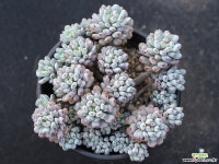 블루빈스 S0773 다육식물