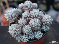 블루빈스 S0773 다육식물