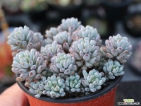 블루빈스 S0773 다육식물