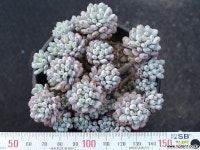 블루빈스 S0773 다육식물