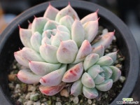 써브림 군생 S0757 다육식물