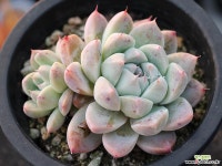 써브림 군생 S0757 다육식물