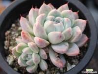 써브림 군생 S0757 다육식물