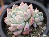 써브림 군생 S0757 다육식물