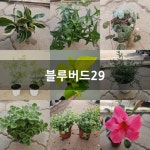 청오블루버드 | 블루버드 목본류