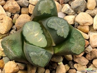 대경만상 63-28 하월시아