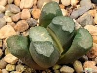 대경만상 63-28 하월시아