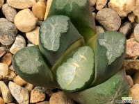 대경만상 63-28 하월시아