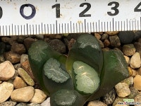 대경만상 63-28 하월시아