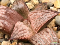 프린세스 카즈노미야(중묘) 64-26 하월시아