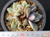 독일샴페인 군생 S0578 다육식물