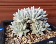 화이트그리니 16두 1155 두들레야