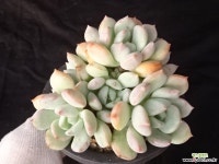 애그린원 23- 다육식물