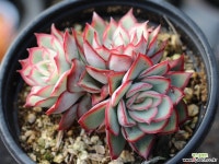 문가드니스 군생 S0645 다육식물