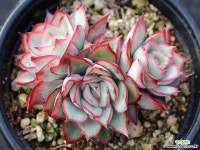 문가드니스 군생 S0645 다육식물