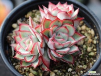 문가드니스 군생 S0645 다육식물