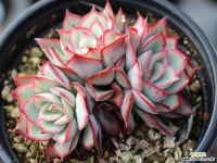 문가드니스 군생 S0645 다육식물