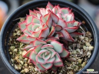 문가드니스 군생 S0645 다육식물