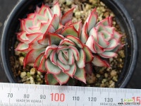 문가드니스 군생 S0645 다육식물