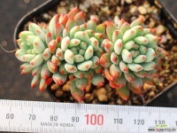블루엘프 군생 S0696 다육식물