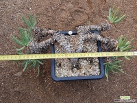 파키포리아 8111-4285 두들레야