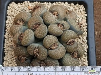 슐프레아(수입14두) 8111-4301 리톱스/메셈