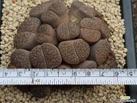 루브로로세우스(수입15두) 8111-4303 리톱스/메셈