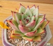 야생마리아 다육식물