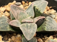 피그마에아 69-8 하월시아