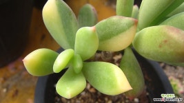 청성미인금58(2군데적심) 다육금