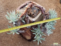 에둘리스 8111-4283 두들레야