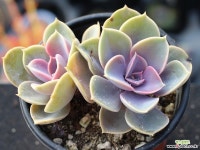 라일락 군생 S0661 다육식물