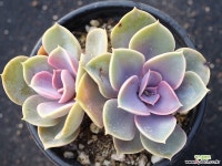 라일락 군생 S0661 다육식물