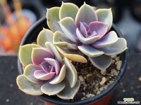 라일락 군생 S0661 다육식물