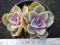 라일락 군생 S0661 다육식물