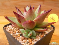 원종에보니 다육식물