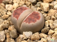 리톱스 25-14 리톱스/메셈