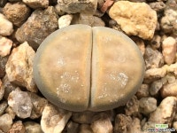 리톱스 25-27 리톱스/메셈