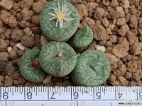 일본)우스터5두 백화 8111-4354 코노피튬