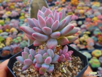 큐티핑거 1128-239 다육식물