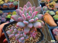 큐티핑거 1128-239 다육식물