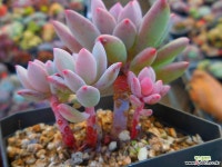 큐티핑거 1128-239 다육식물