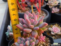 큐티핑거 1128-239 다육식물