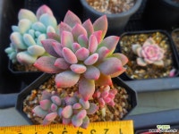 큐티핑거 1128-239 다육식물