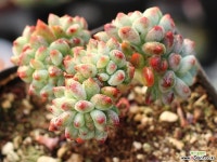 블루엘프 목대 S0697 다육식물