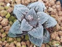 흑사탕 하월시아