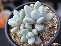 성미인 군생 S0604 다육식물