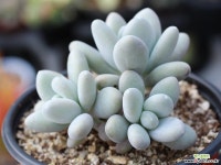 성미인 군생 S0604 다육식물